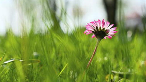 Ein Gänseblümchen auf einer Wiese.